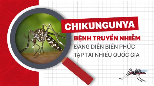 chikungunya-1-sua-7742-2916.jpg
